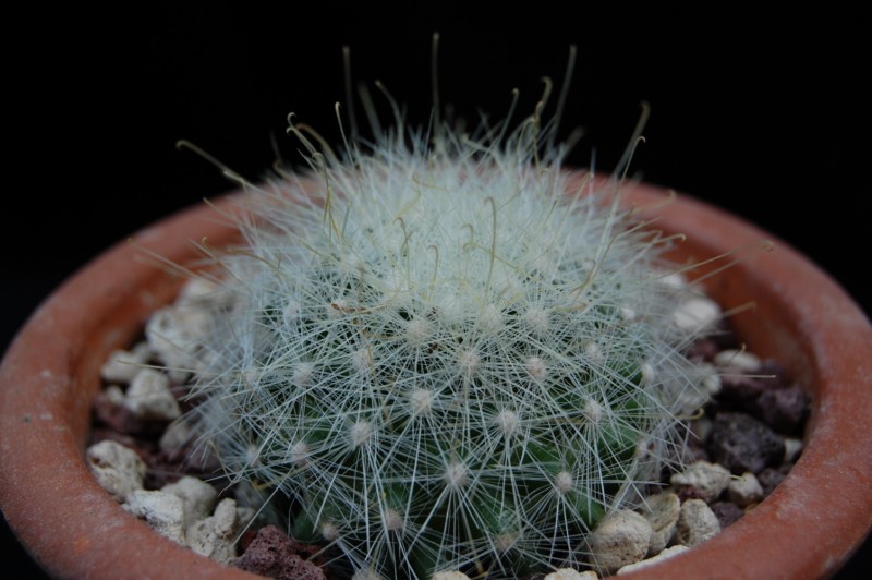 Mammillaria senilis ROG 514