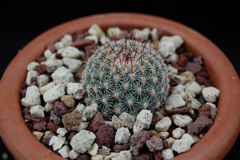 Mammillaria canelensis ROG 651