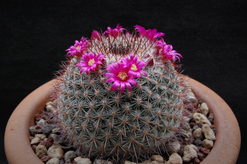 Mammillaria canelensis ROG 654