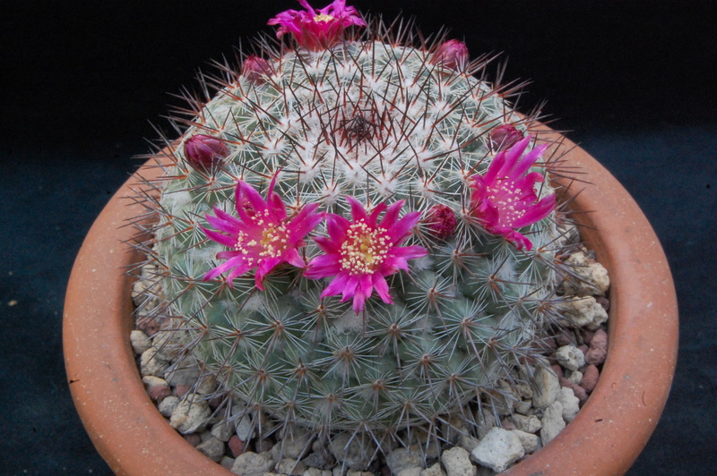 Mammillaria canelensis ROG 654