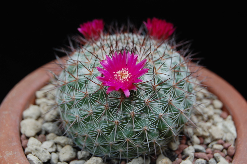 Mammillaria canelensis ROG 654