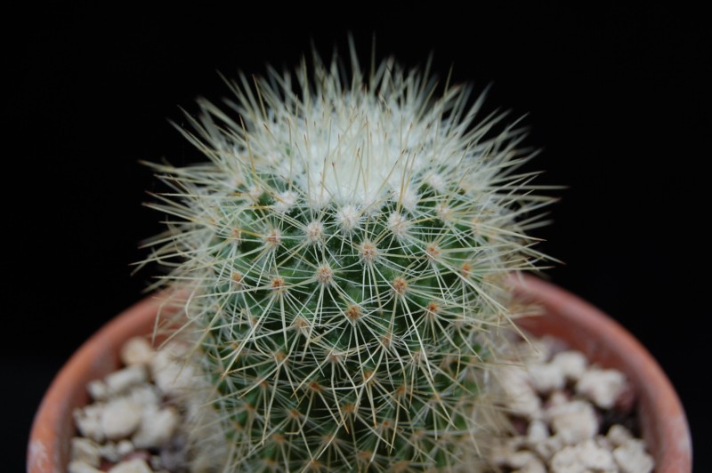 Mammillaria auricoma 