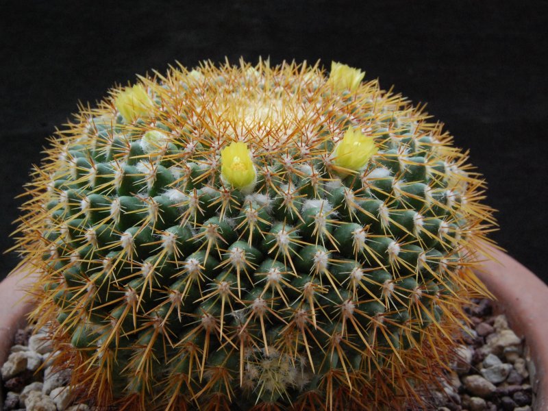 Mammillaria canelensis ROG 648