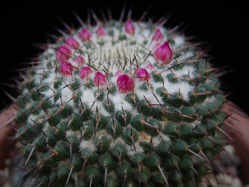 Mammillaria atarjeaensis ROG 487