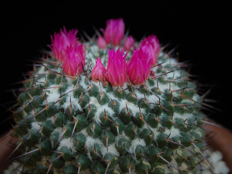 Mammillaria atarjeaensis ROG 487