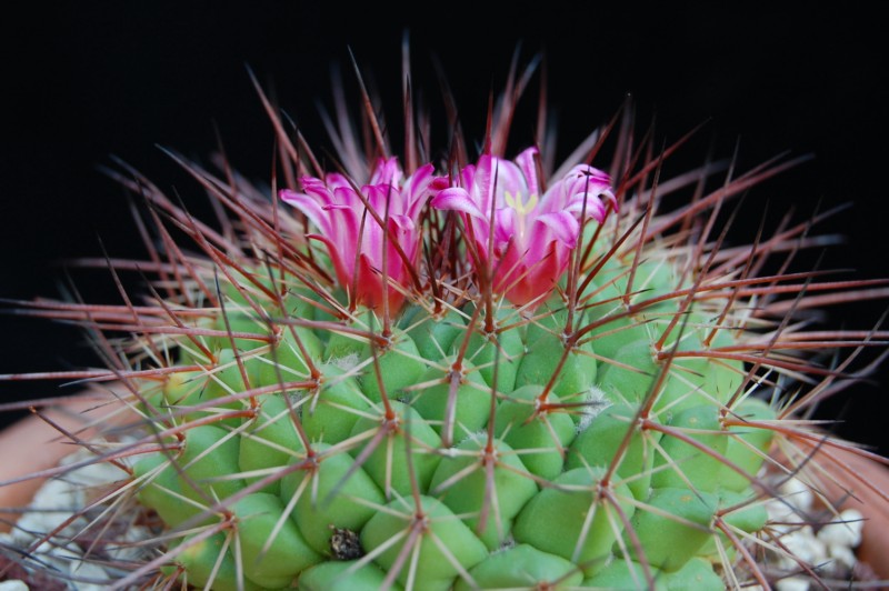 Mammillaria huiguerensis REP 975