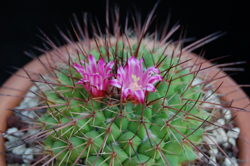 Mammillaria huiguerensis REP 975