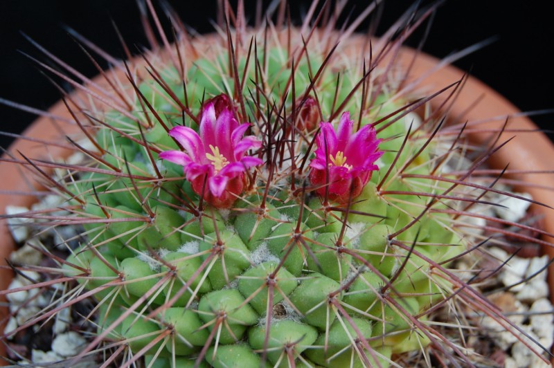 Mammillaria huiguerensis REP 975