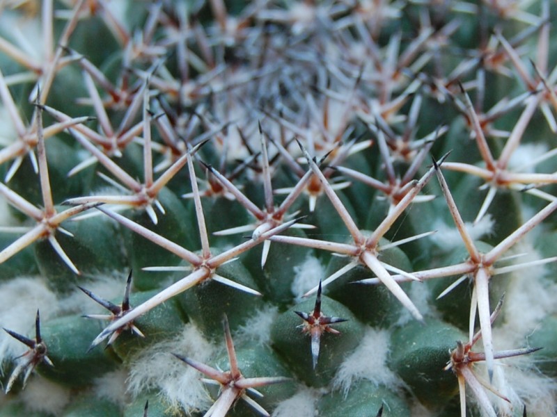 Mammillaria hastifera 