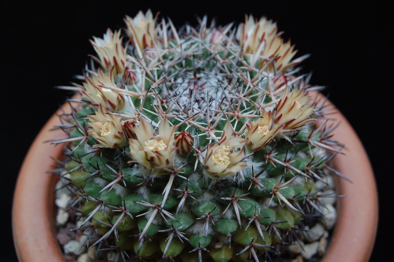 Mammillaria hastifera 