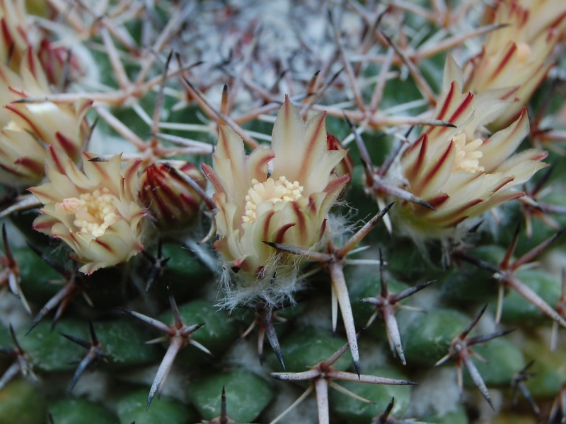 Mammillaria hastifera 