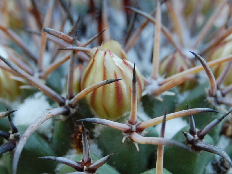 Mammillaria saint-pieana 