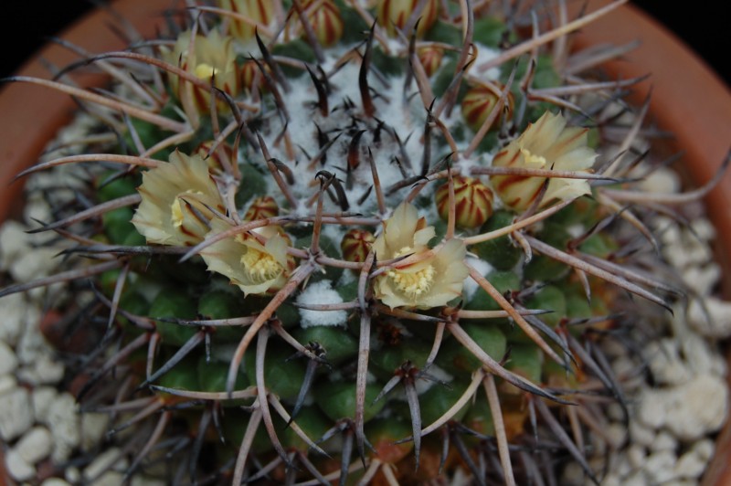 Mammillaria saint-pieana 
