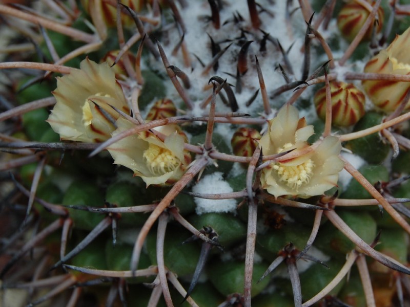 Mammillaria saint-pieana 