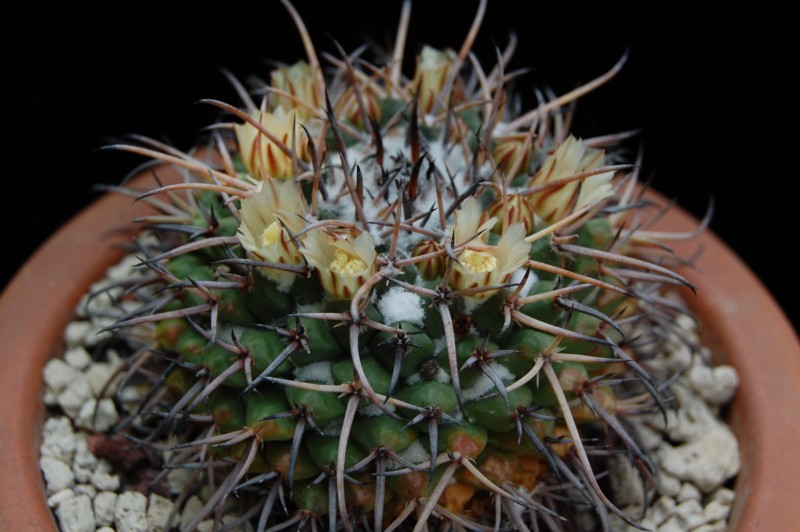 Mammillaria saint-pieana 