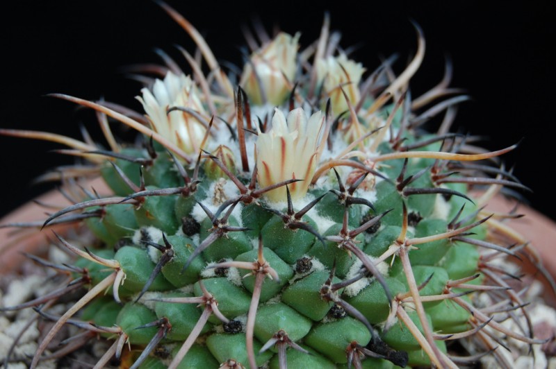 Mammillaria saint-pieana 