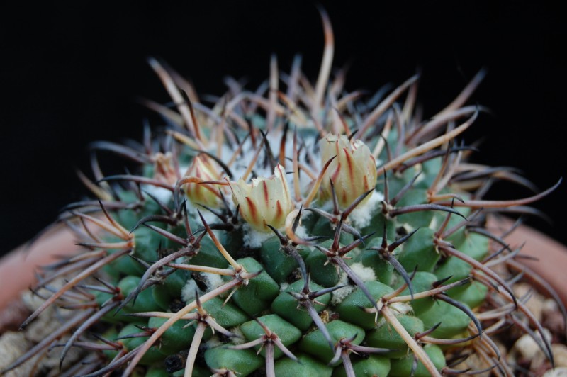 Mammillaria saint-pieana 