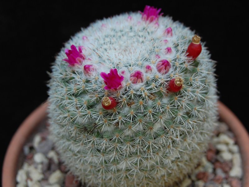 Mammillaria geminispina ssp. leucocentra REP 1049