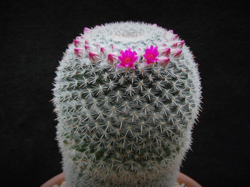 Mammillaria geminispina ssp. leucocentra REP 1049