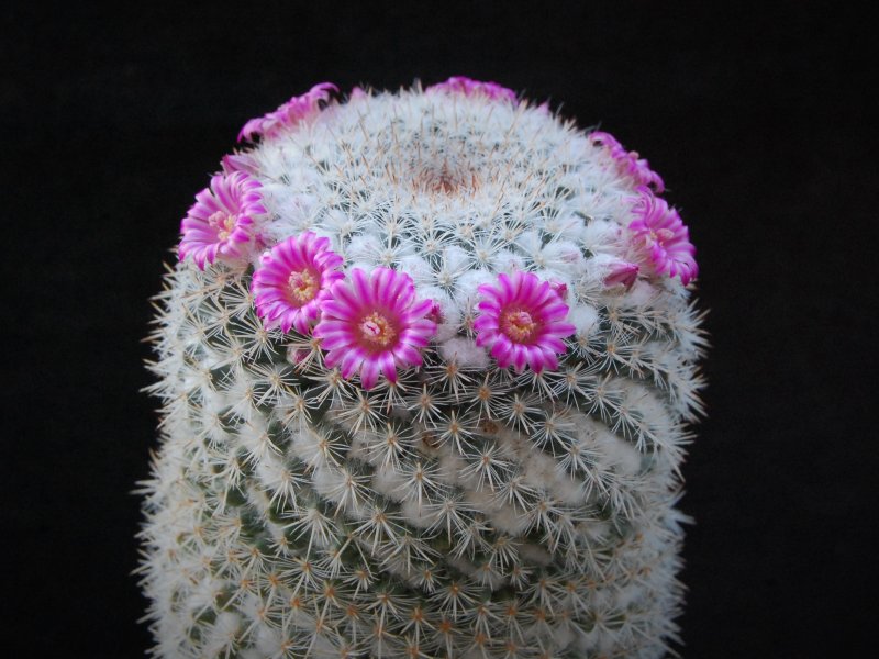 Mammillaria geminispina ssp. leucocentra REP 1049