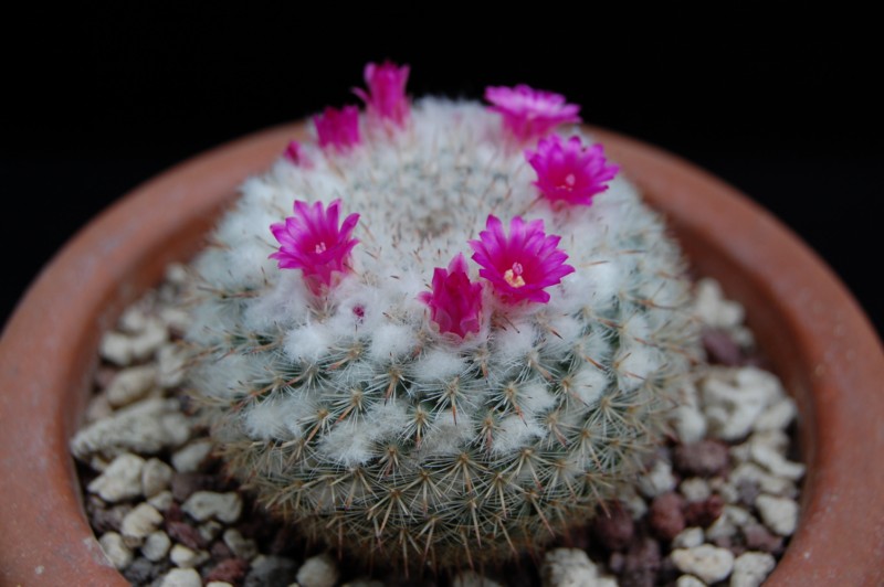 Mammillaria albata 