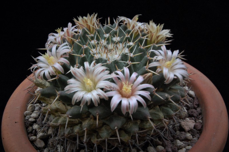 Mammillaria roseoalba 