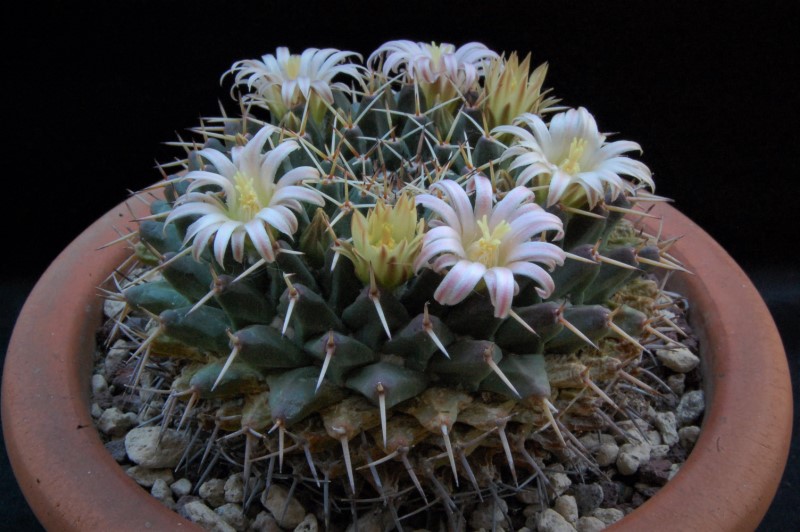 Mammillaria roseoalba 