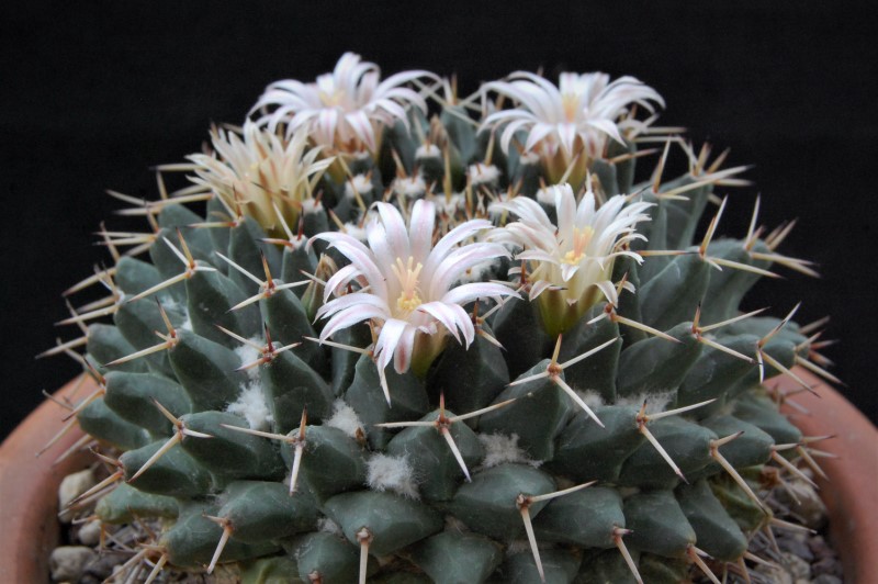 Mammillaria roseoalba 