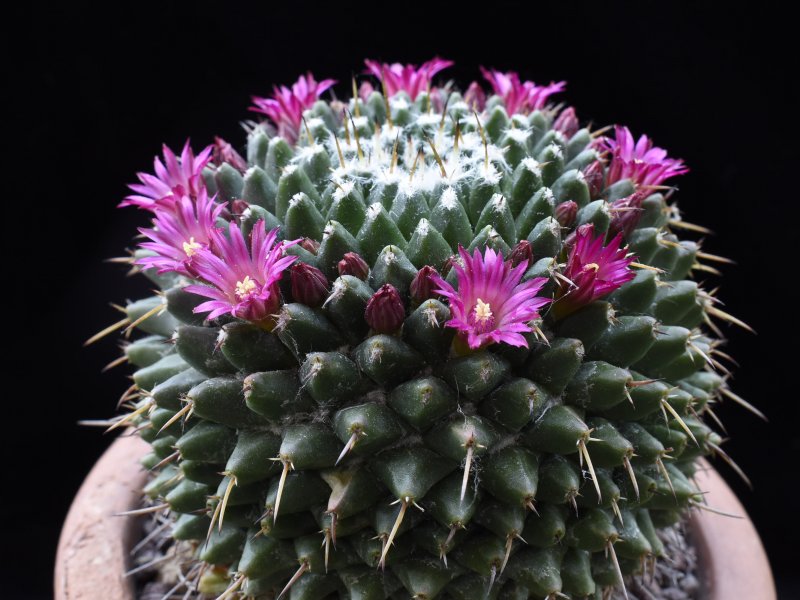 mammillaria bucareliensis v. multiflora
