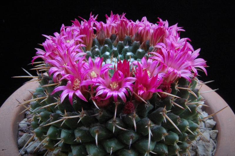 Mammillaria bucareliensis v. multiflora REP 355a