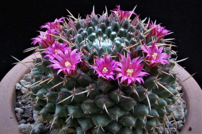 Mammillaria bucareliensis v. multiflora REP 355a