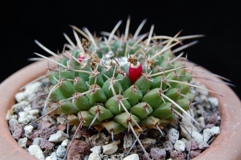 Mammillaria bucareliensis v. multiflora REP 355a