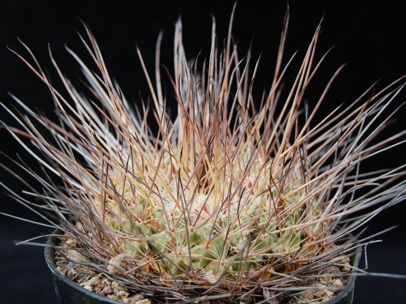 Mammillaria linaresensis 