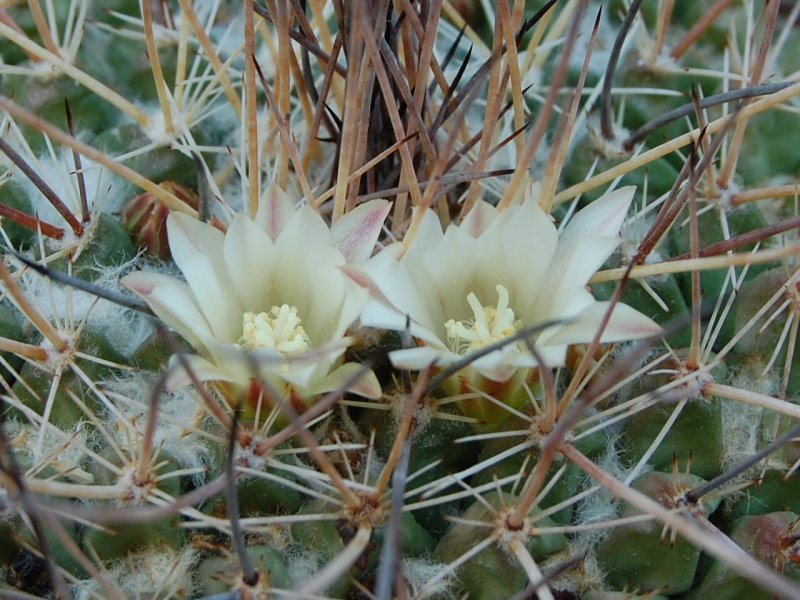 Mammillaria linaresensis 