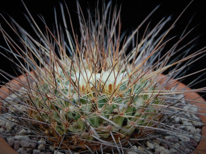 Mammillaria linaresensis 