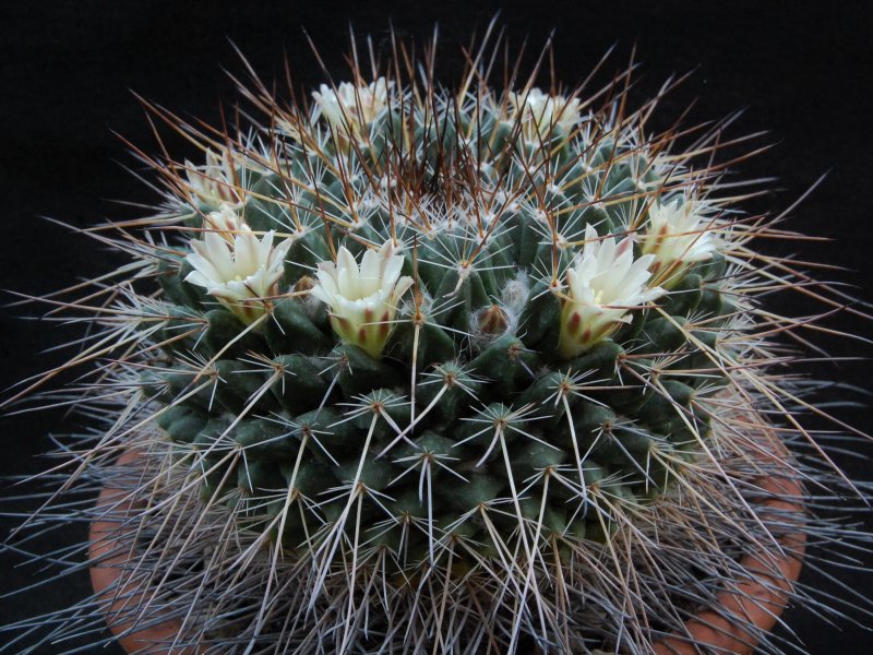 Mammillaria linaresensis 