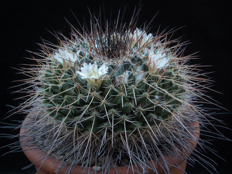 Mammillaria linaresensis 