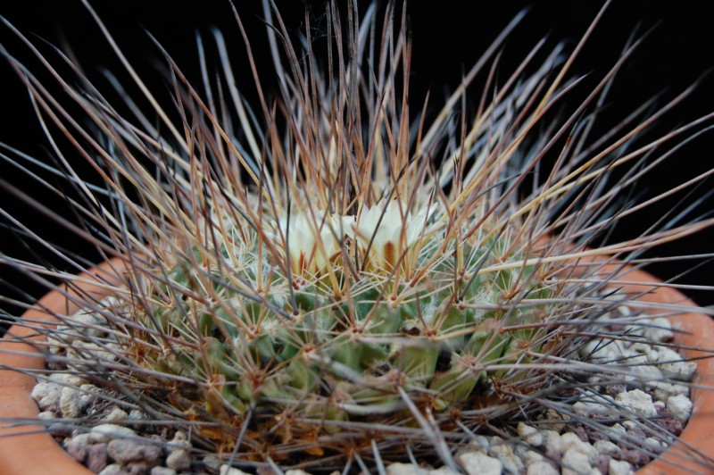 Mammillaria melanocentra ssp. linaresensis 