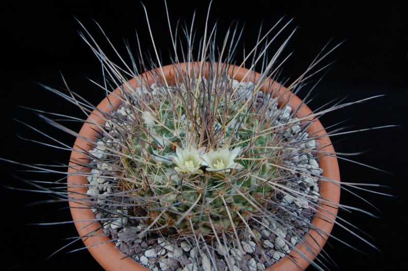 Mammillaria melanocentra ssp. linaresensis 