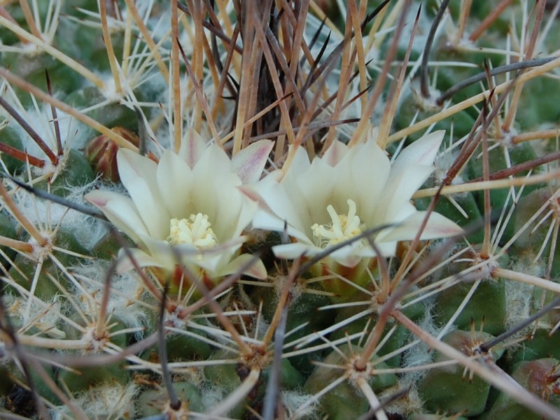 Mammillaria melanocentra ssp. linaresensis 