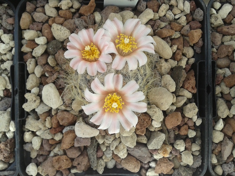 Mammillaria aureilanata 