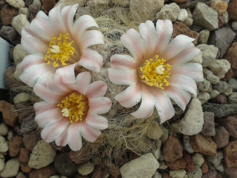 Mammillaria aureilanata 