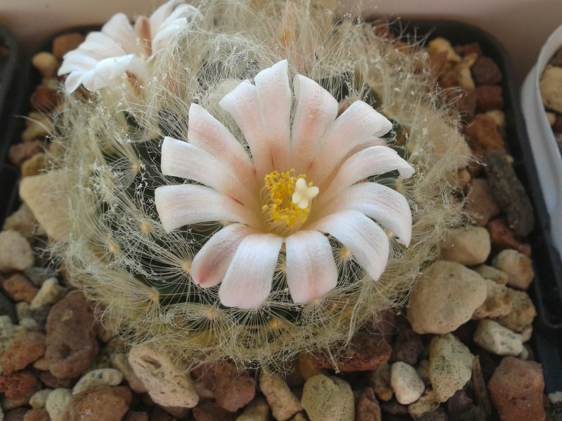 Mammillaria aureilanata 