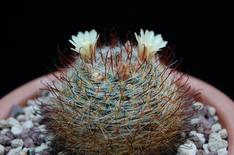 Mammillaria felipensis 