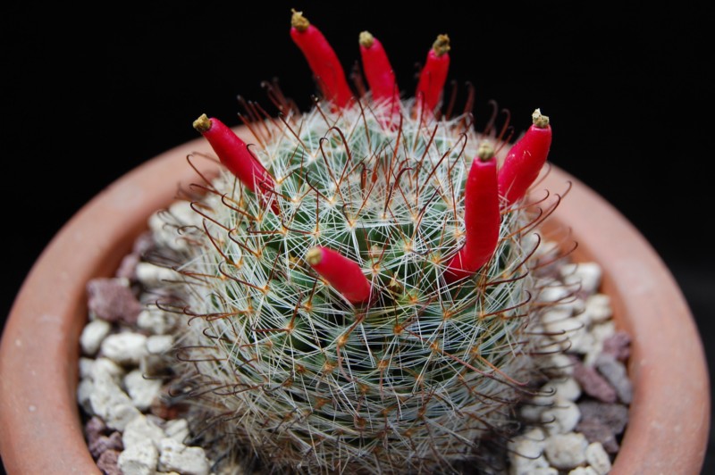 Mammillaria felipensis 