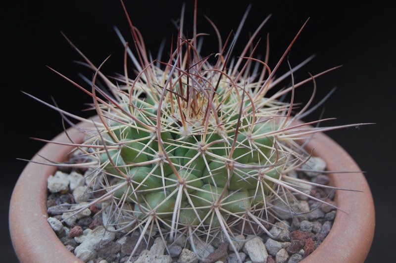 Mammillaria johnstonii 