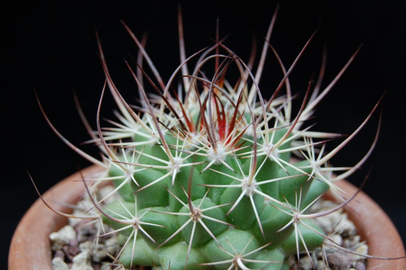 Mammillaria johnstonii 