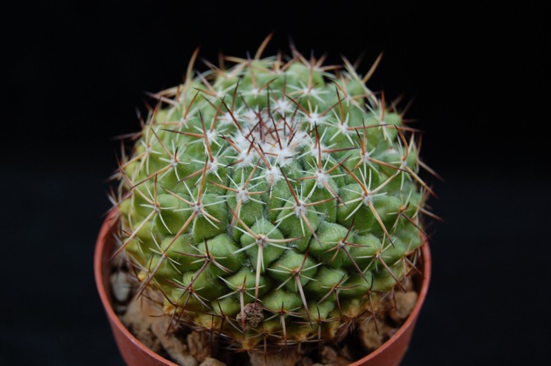 Mammillaria casoi ROG 374