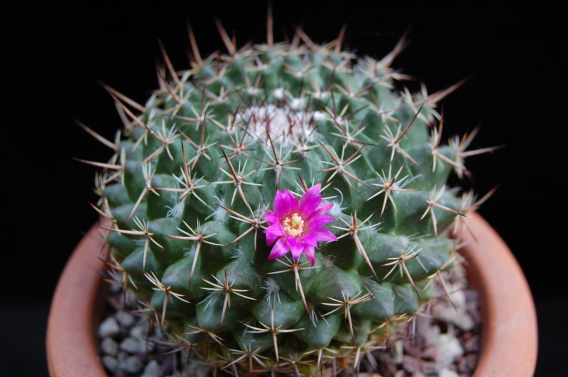 Mammillaria casoi ROG 374