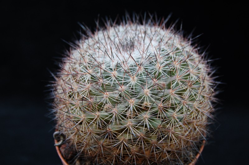 Mammillaria zeyeriana SB 445